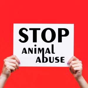 white-poster-with-an-animal-abuse-stop-animal-abuse-on-female-hands-isolated-on-a-red-background