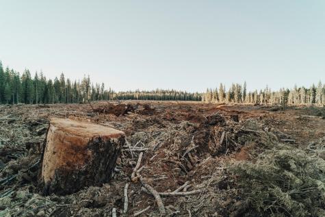 A barren field is surrounded by trees, all of the trees in the centre have been cut down, only sticks remain. One large stump sits in the foreground.