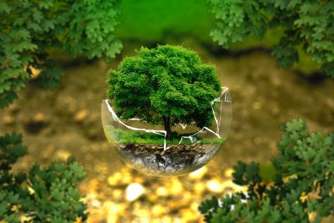A small ecosystem of a tree, the soil beneath and grass sit in a broken sphere of glass. In the background there are some trees and the brown forest floor.