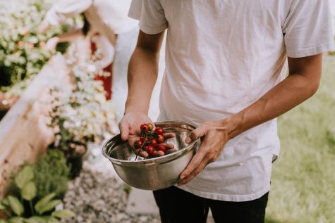 Close up of a man collecting fresh tomatoes from a garden