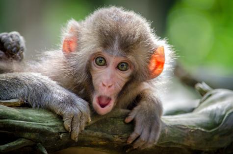 A cute light brown fluffy monkey sits on a branch with its mouth wide open and its large green eyes