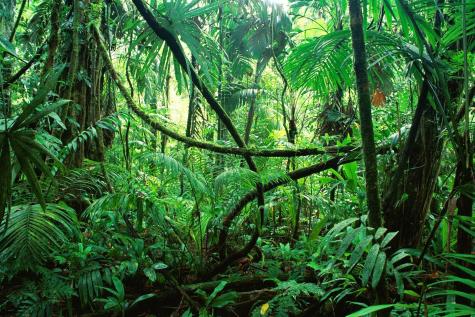 A green lush rainforest in Chiapas, Mexico. Large leaves, trees, and fallen trunks cover the forest so densely that we can not see the sky.