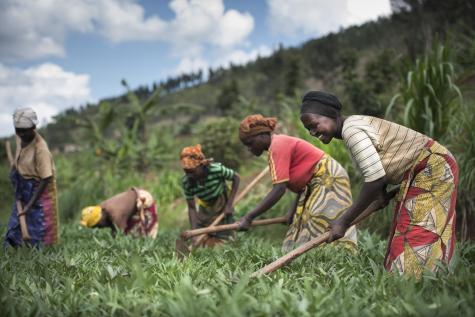 Five Rwandan potato farmers work the land