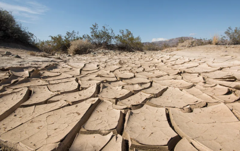 Dry cracked soil can be viewed into the distance under a blue sky. A few sparse bushes sit in the background