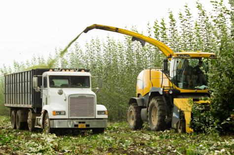 A modified New Holland harvester cuts, chips, and blows poplar biomass into a chip truck running parallel.