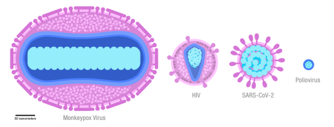 Schematic illustration of monkeypox, HIV, SARS CoV-2, and polio viruses, drawn to scale. Membranes and membrane-bound proteins are in purple, capsids are in dark blue, and genomes and nucleoid-associated proteins are in turquoise.